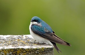 Tree Swallow On Wood